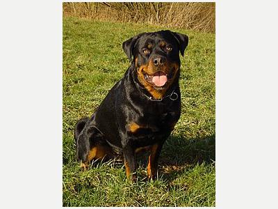 Animales Perros y  Gatos Cachorros Rottweiler